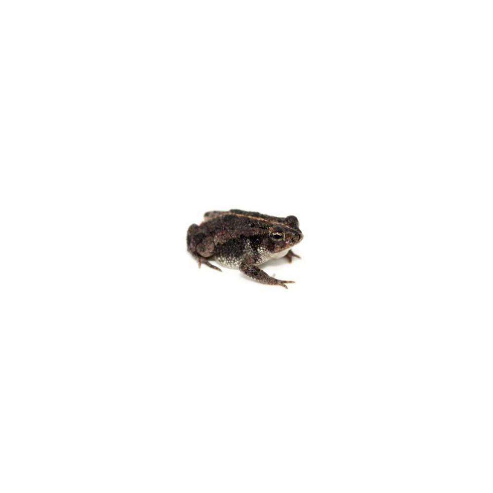 Anaxyrus (Bufo) quercicus - Crapaud des chênes