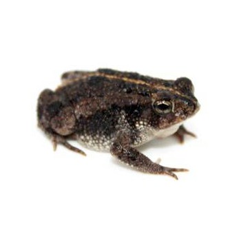 Anaxyrus (Bufo) quercicus - Crapaud des chênes