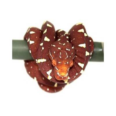 Morelia viridis "Designer" - Python vert