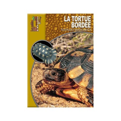 La tortue Bordée- Testudo marginata
