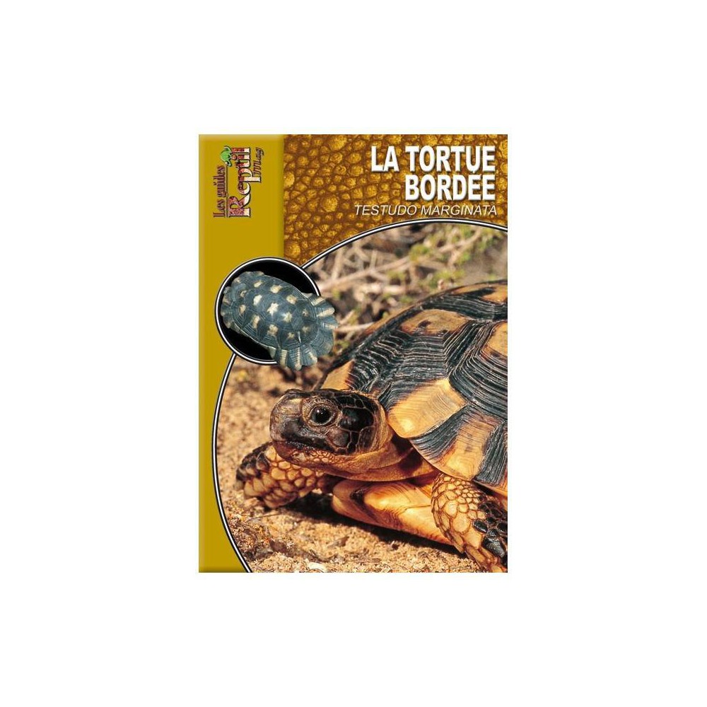 La tortue Bordée- Testudo marginata