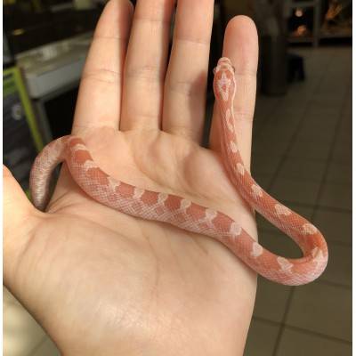 Pantherophis gutattus "Opal" - Serpent des blés