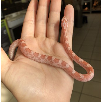 Pantherophis gutattus "Opal" - Serpent des blés