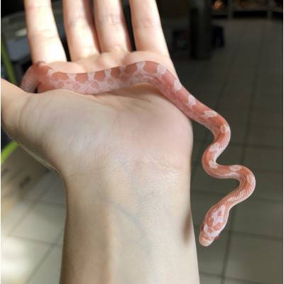 Pantherophis gutattus "Opal" - Serpent des blés