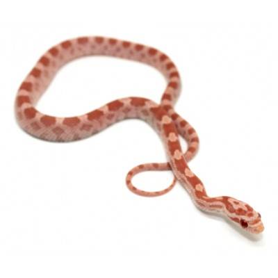Pantherophis gutattus "Opal" - Serpent des blés
