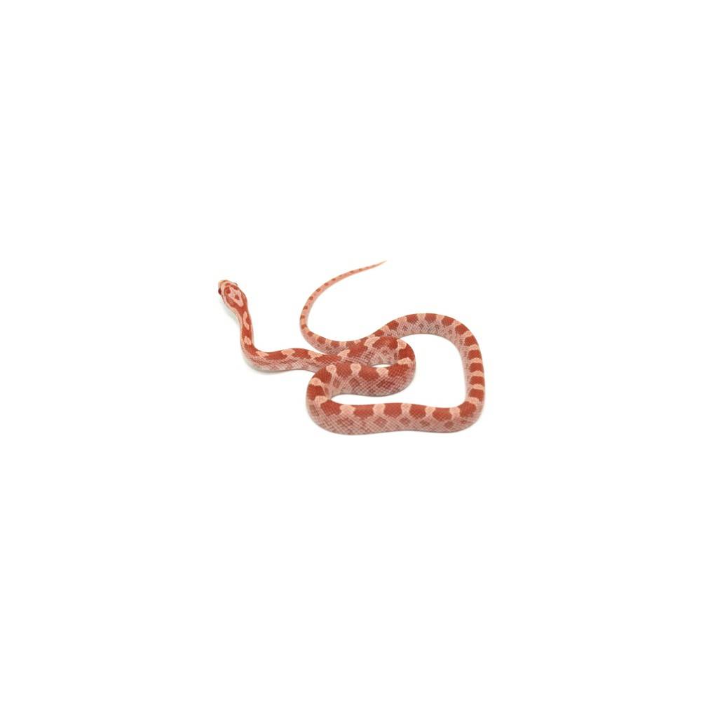 Pantherophis gutattus "Opal" - Serpent des blés Pantherophis gutattus "Opal" - Serpent des blés
