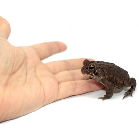 Anaxyrus (Bufo) americanus - Crapaud d'Amérique
