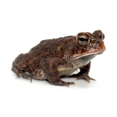 Anaxyrus (Bufo) americanus - Crapaud d'Amérique