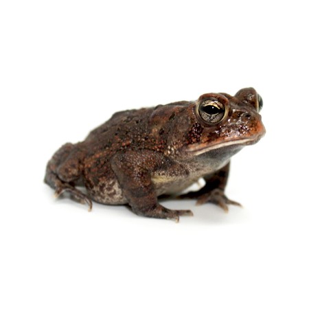 Anaxyrus (Bufo) americanus - Crapaud d'Amérique