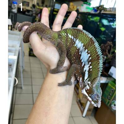 Furcifer pardalis ♂ "Antalaha" - Caméléon panthère