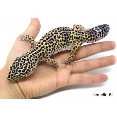 Eublepharis macularius F1 - Gecko léopard