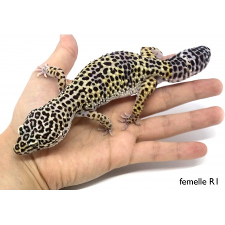 Eublepharis macularius F1 - Gecko léopard