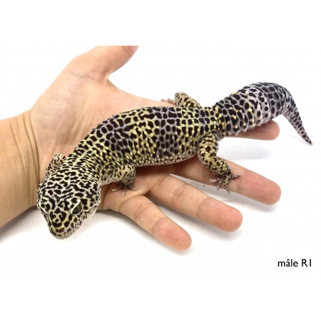 Eublepharis macularius F1 - Gecko léopard