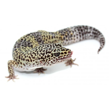 Eublepharis macularius F1 - Gecko léopard