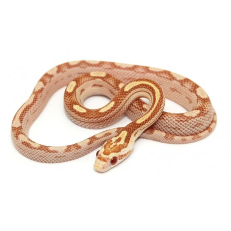 Pantherophis guttatus "Butter motley" - Serpent des blés