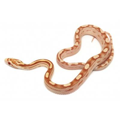 Pantherophis guttatus "Butter motley" - Serpent des blés