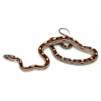Pantherophis guttatus "Caramel Motley" - Serpent des blés