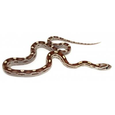 Pantherophis guttatus "Caramel Motley" - Serpent des blés