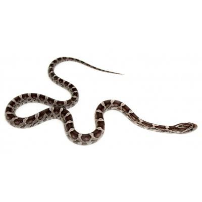 Pantherophis guttatus "Charcoal" - Serpent des blés