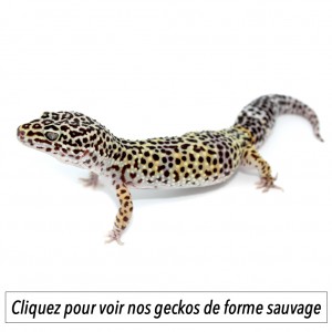 Eublepharis macularius F1 -...