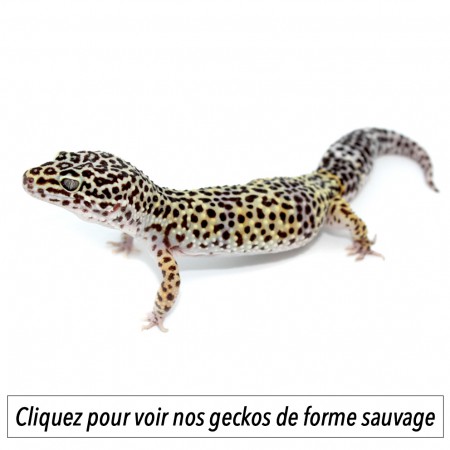 Eublepharis macularius F1 - Gecko léopard