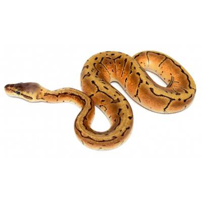 Python regius "Fire...