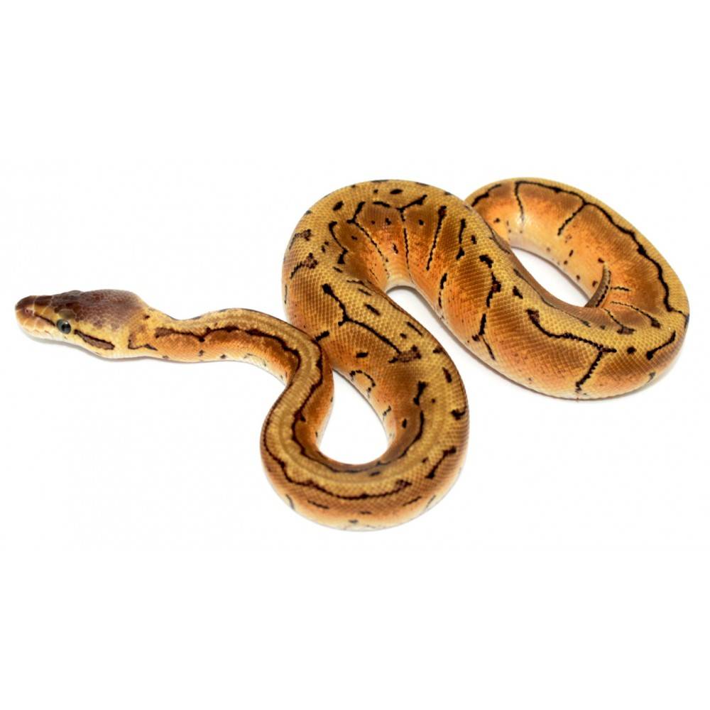 Python regius "Fire Pinstripe" - Python royal