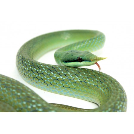 Gonyosoma (Rhynchophis) boulengeri - Serpent ratier rhinocéros