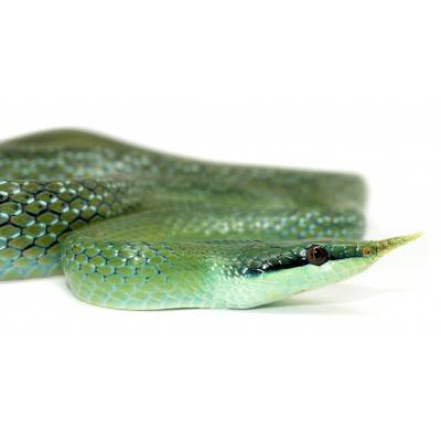 Gonyosoma (Rhynchophis) boulengeri - Serpent ratier rhinocéros