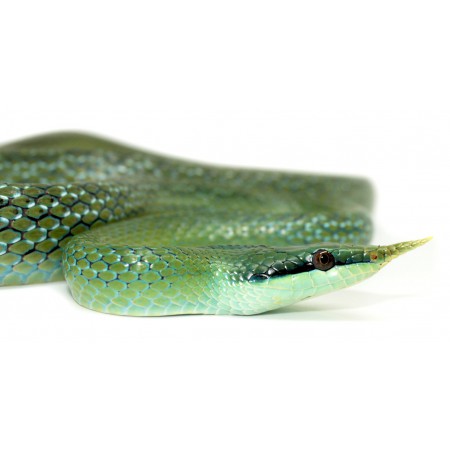 Gonyosoma (Rhynchophis) boulengeri - Serpent ratier rhinocéros