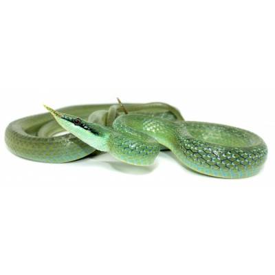 Gonyosoma (Rhynchophis)...