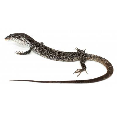 Varanus similis - Varan...