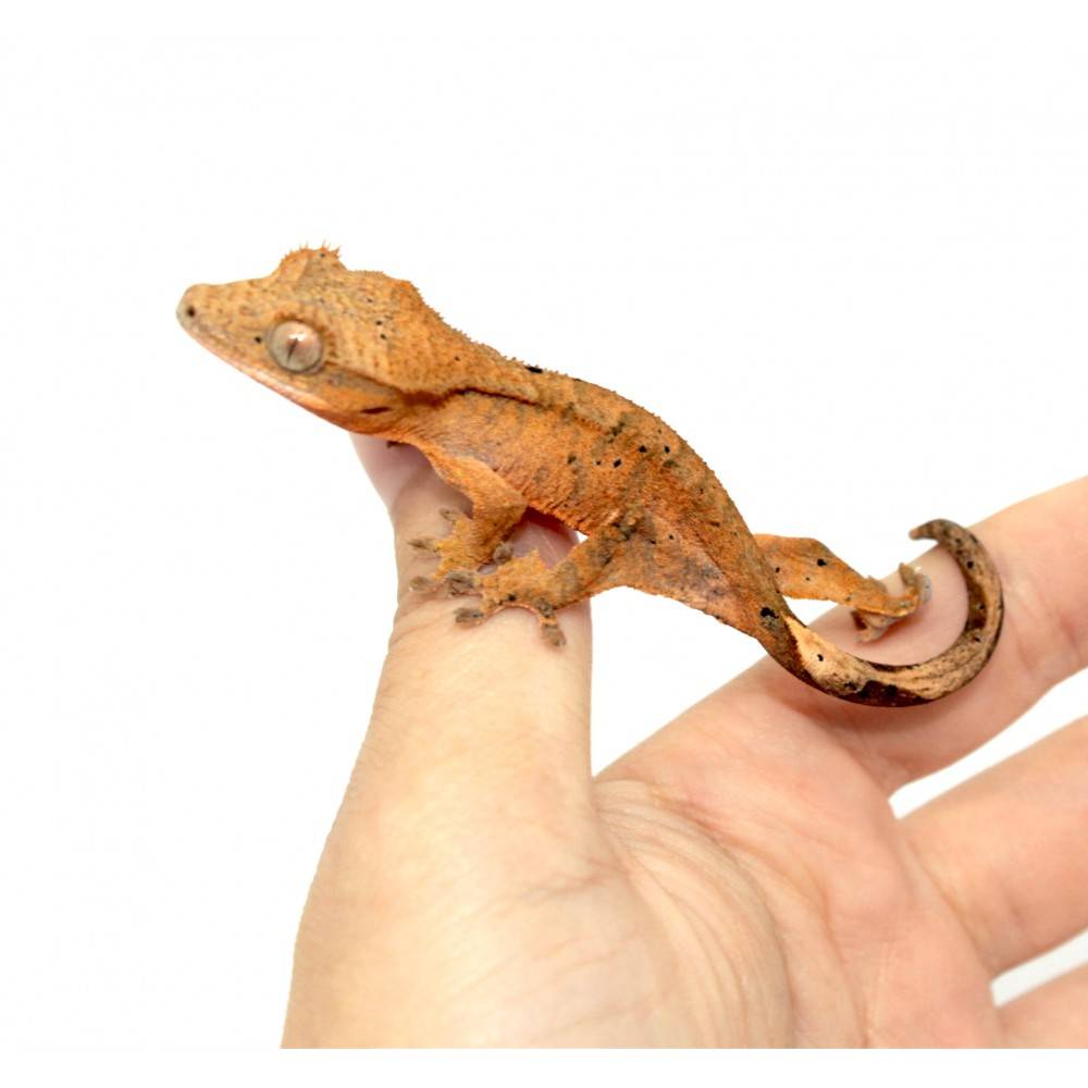 Correlophus ciliatus "Orange dalmatien" - Gecko à crête Correlophus ciliatus "Orange dalmatien" - Gecko à crête