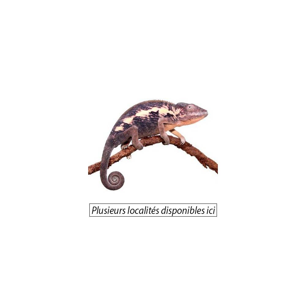 Cameleon Panthere Femelle Furcifer Pardalis Disponibles