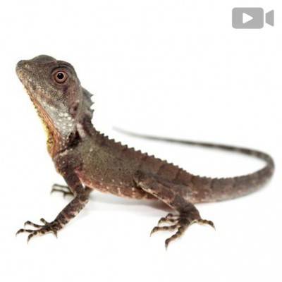 Lophosaurus (Hypsilurus) boydii - Dragon des forêts