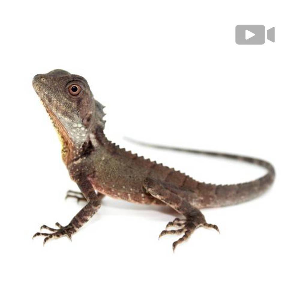 Lophosaurus (Hypsilurus) boydii - Dragon des forêts Lophosaurus (Hypsilurus) boydii - Dragon des forêts