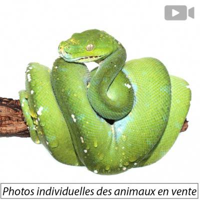 Morelia viridis ♀  "Aru" -...