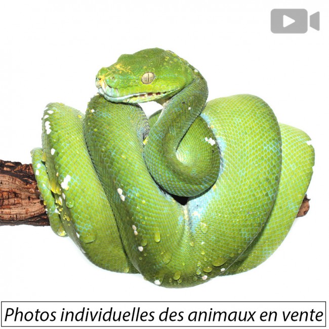 Morelia viridis 