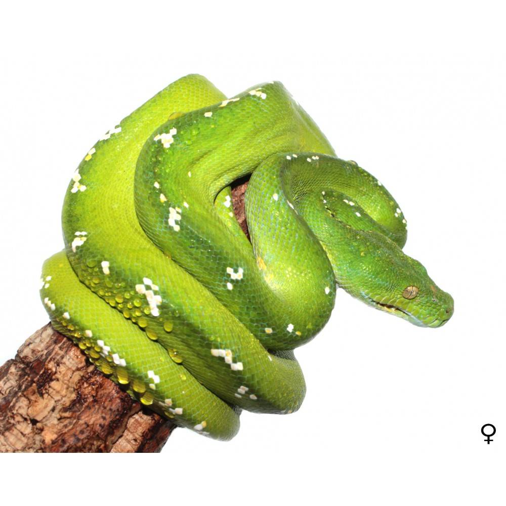 Morelia viridis