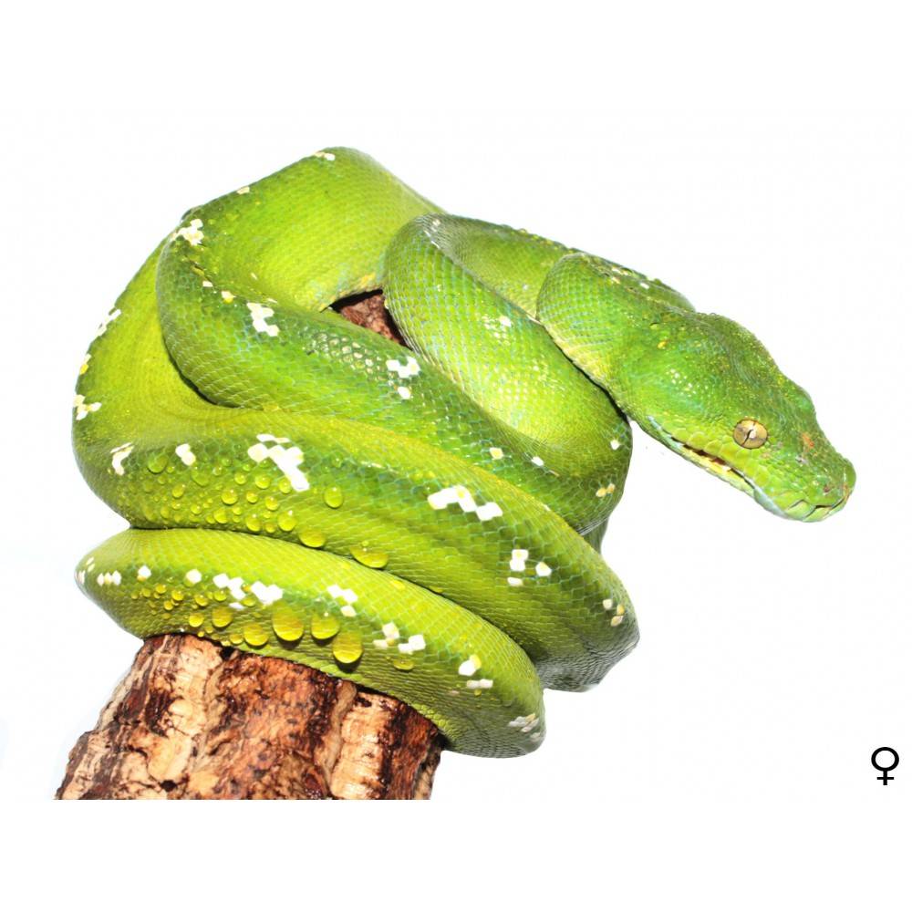 Morelia viridis 