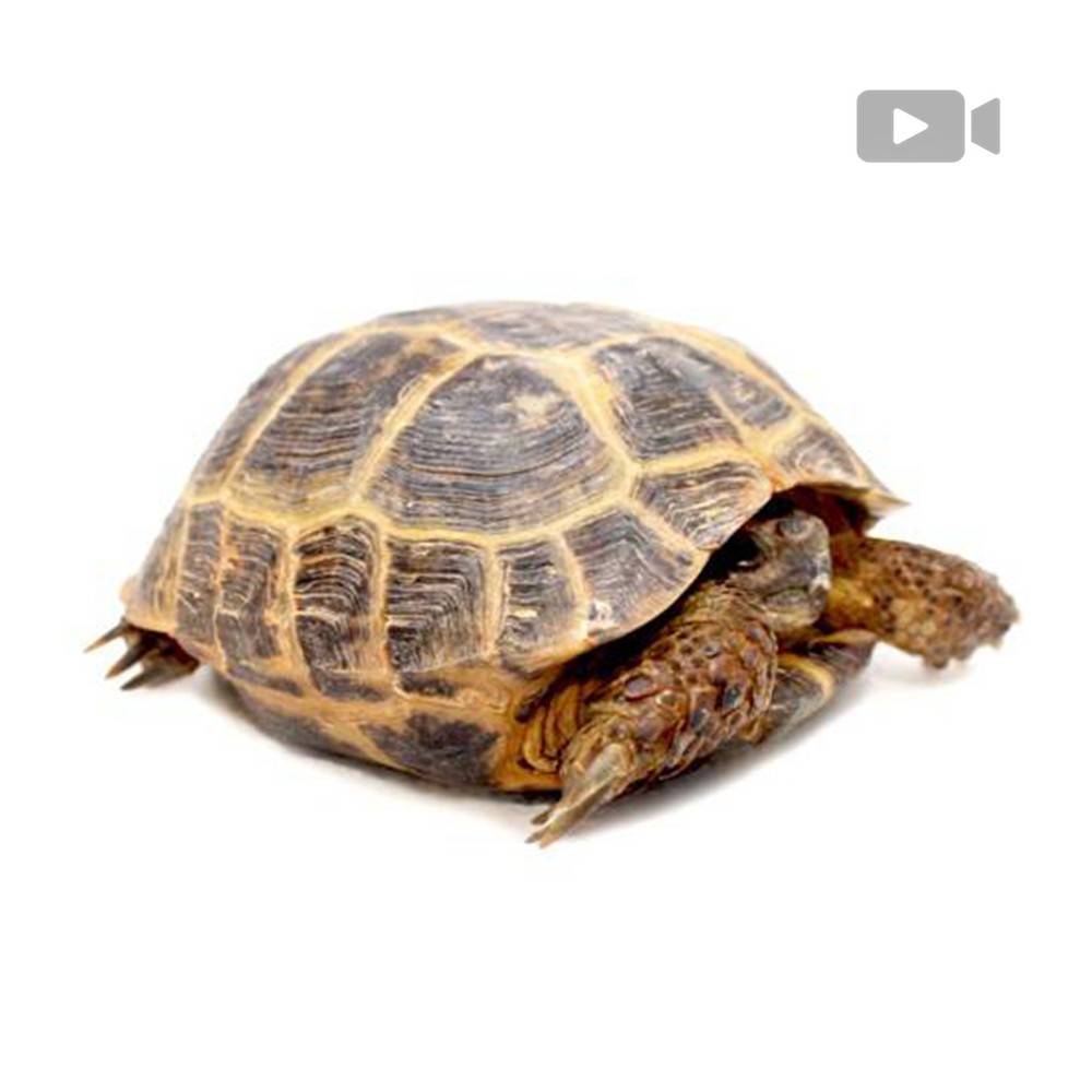 Tortue de Horsfield : Tout Savoir sur elle ! - Blog