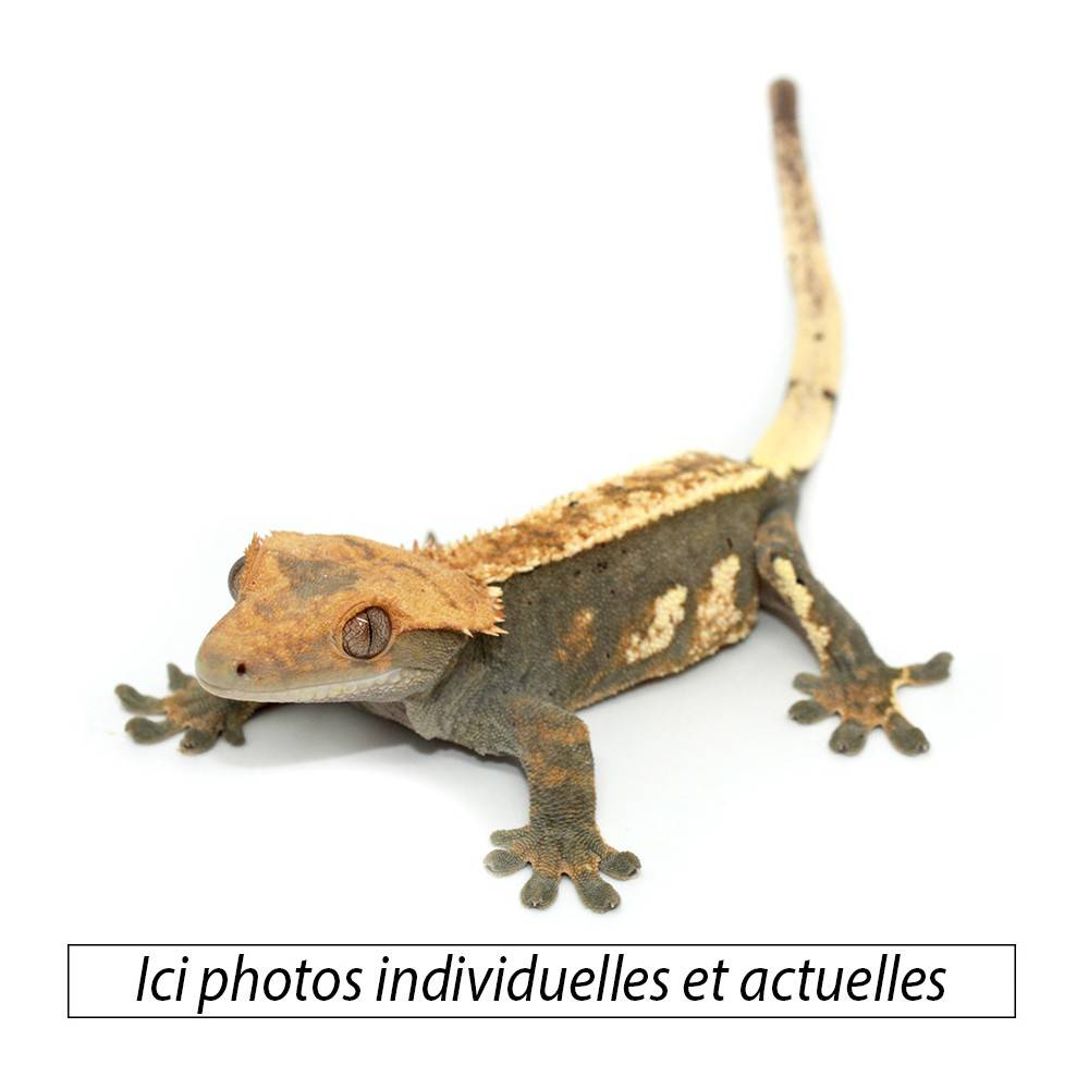 Correlophus ciliatus ♀ "Fire" ADULTE - Gecko à crête Correlophus ciliatus ♀ "Fire" ADULTE - Gecko à crête