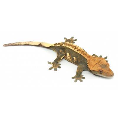 Correlophus ciliatus ♀ "Fire" ADULTE - Gecko à crête