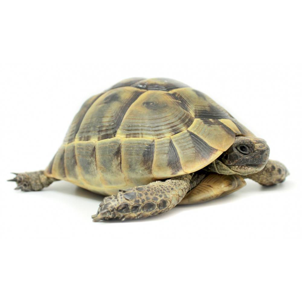 tortue grecque