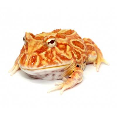 Ceratophrys cranwelli "Pineapple" - Grenouille Pacman