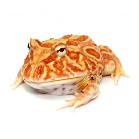 Ceratophrys cranwelli "Pineapple" - Grenouille Pacman