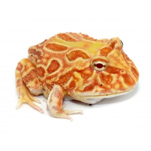 Ceratophrys cranwelli...