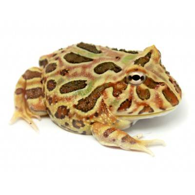Ceratophrys cranwelli "Tan" - Grenouille Pacman
