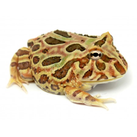 Ceratophrys cranwelli "Tan" - Grenouille Pacman