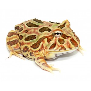 Ceratophrys cranwelli "Tan"...